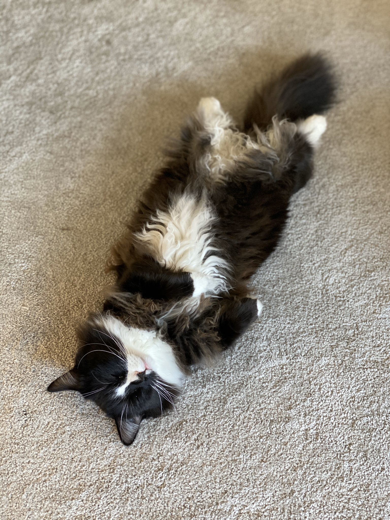 Alliestrasza on X: "Happy Sunday!! Here is a photo of my cat passed out on  his back smack dab in the middle of the floor. 🙃 https://t.co/dCe7d5HXMa"  / X