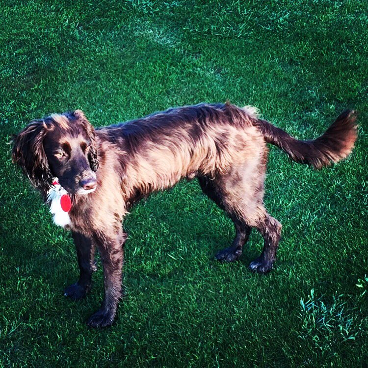 jachutton1's tweet photo. Could he be any more handsome 🧡🐶#workingcocker #workingcockerspaniels #toffee #lockdownwalkies https://t.co/AiaeCi9Dgn
