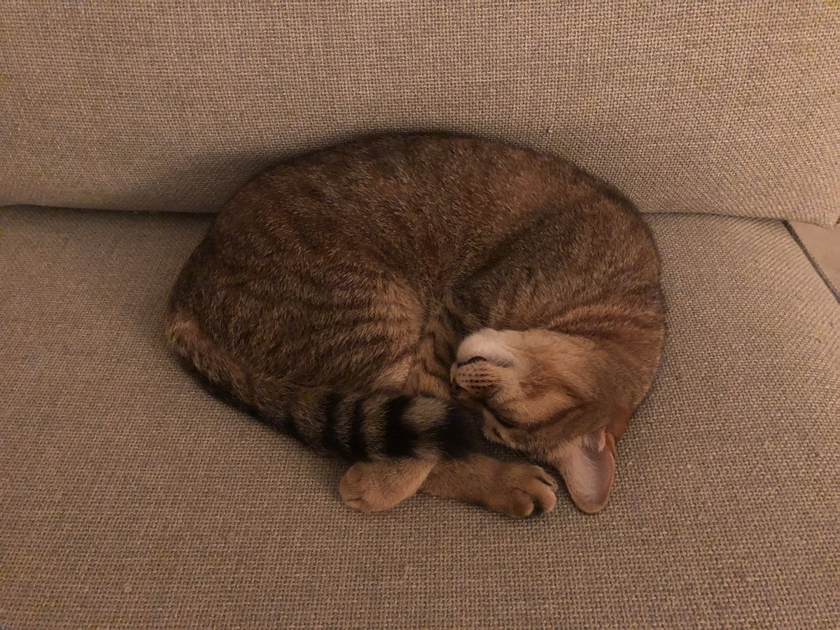 AhmetBC's tweet photo. Looks like we adopted 2 balls instead  of 2 kitties. https://t.co/gUod9X8q4K