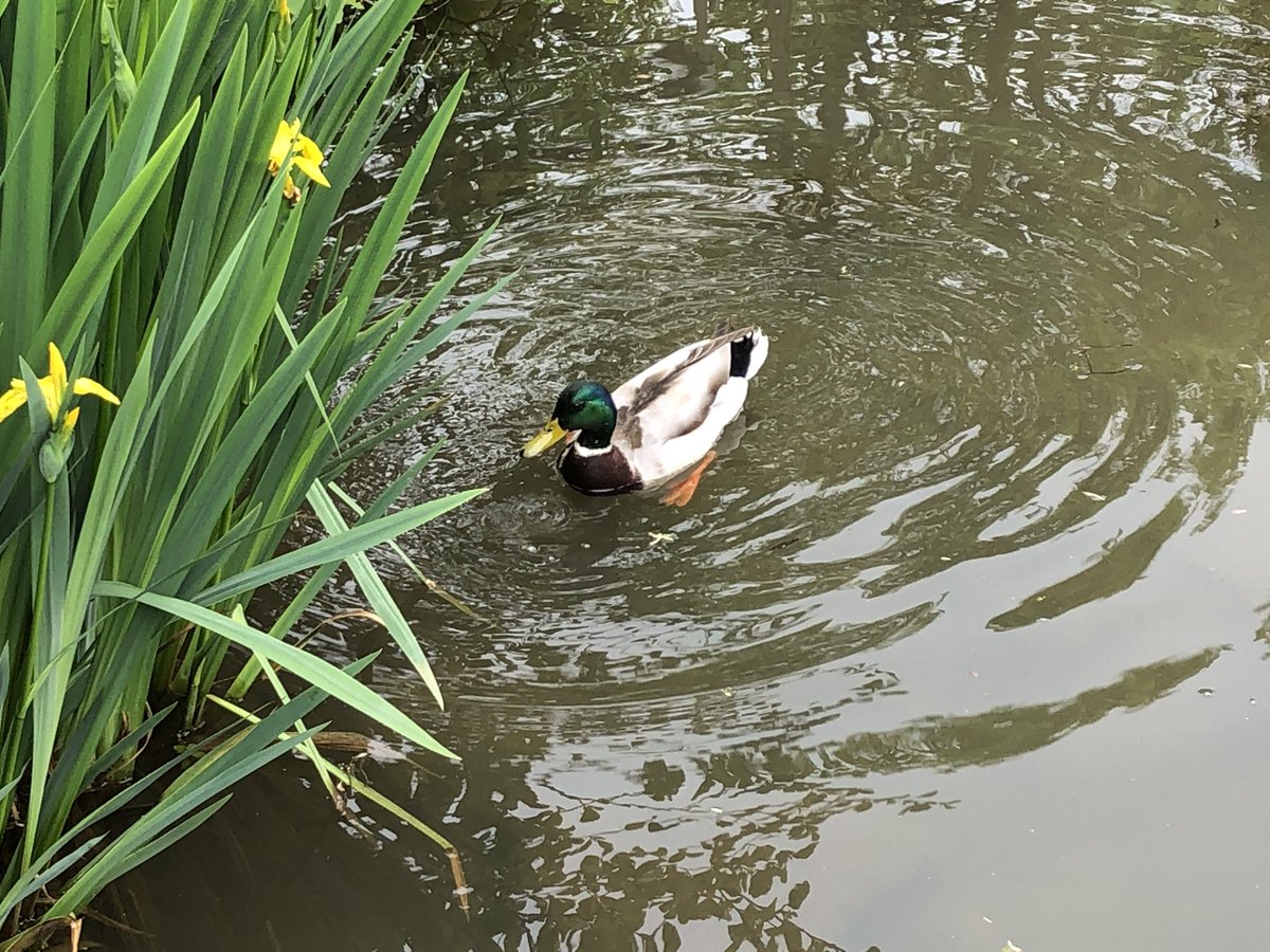 JackiHicks's tweet photo. A good walk this afternoon with some wildlife thrown in for good measure 🦆🌾🍃 #dailyexercisewalk #walkfromhome 💙 https://t.co/OzxBzKaWSY
