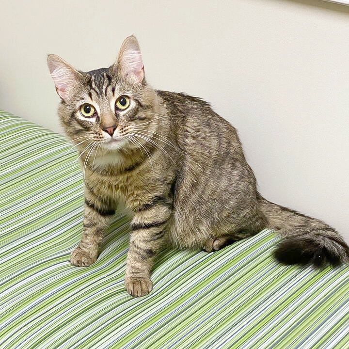 AMHCharlotte's tweet photo. Meet Jarvis 😻😻😻 https://t.co/9udKAg1ZDd