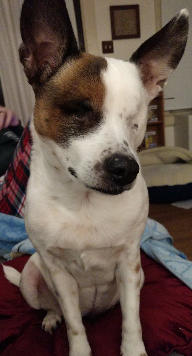 stutteringkiwi's tweet photo. Oh hey, it's also #speciallyabledpetsday so shout out to this kids that make my life interesting. https://t.co/zt1AfGRQ6v