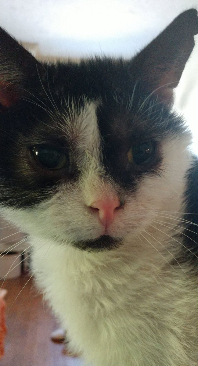 stutteringkiwi's tweet photo. Oh hey, it's also #speciallyabledpetsday so shout out to this kids that make my life interesting. https://t.co/zt1AfGRQ6v