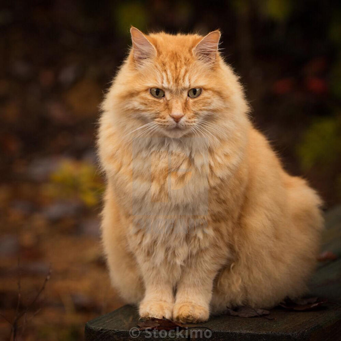 CatLoverBoy3's tweet photo. I JUST LOVE #Cats what about you? https://t.co/S7X10ruNJy