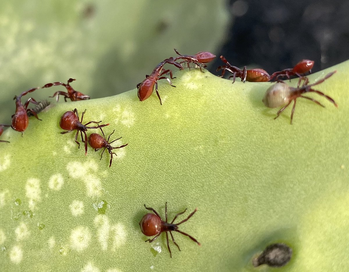 je_light's tweet photo. #cactus #bug instars on my backyard prickly pear cactus #invertefest #entomology #bugwatching https://t.co/5lUFunFVlR