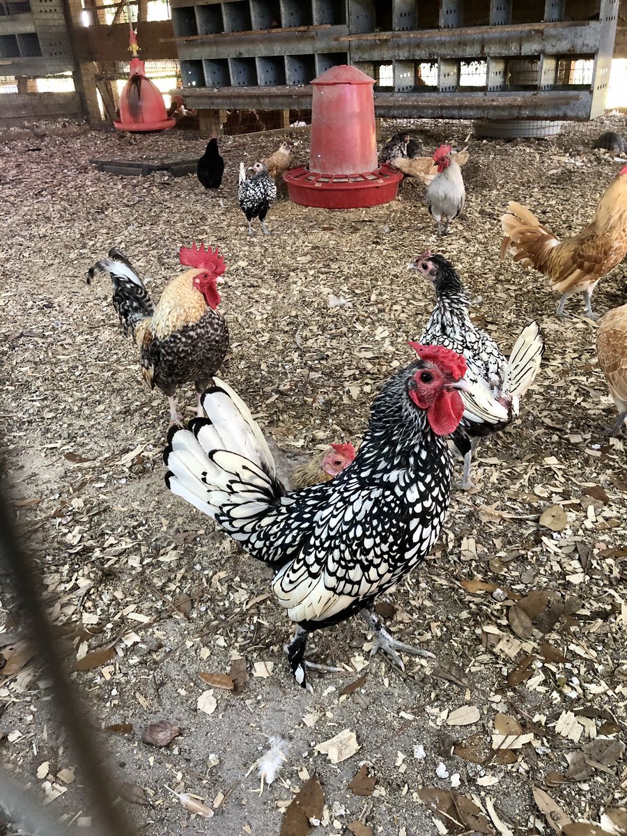 TastyChomps's tweet photo. Picked up some local blueberries from Tom West Blueberries, local eggs and chicken wings and beef patties from @LakeMeadow Naturals, and sweet corn and cucumber from @LongScottFarms today! All in West @OrangeCoFL #pickuporlando #orlandotogo #407days @visitorlando #supportlocal https://t.co/hIjjTLMxH3