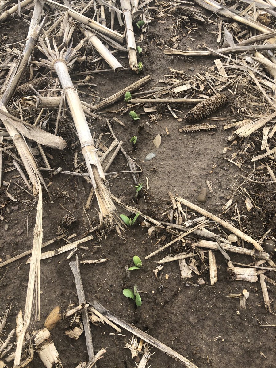 Way665's tweet photo. 28 days later, they finally emerged. Next obstacle, frost this weekend. #furrowforce https://t.co/0a0foO3xsk