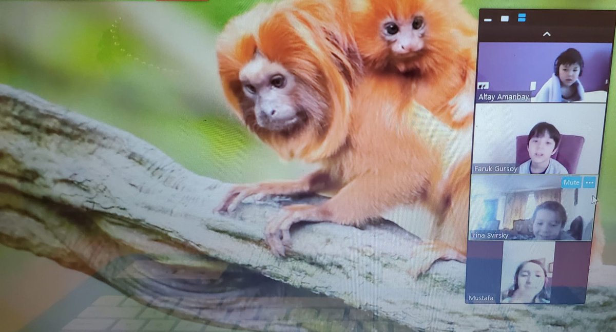 AmityVoice's tweet photo. Wow take a look at 2nd Grade they went on a virtual trip to the Amazon Rainforest! They were able to gain knowledge about the animals and experience the rainforest virtually 🙂 https://t.co/4oRcJihvcs