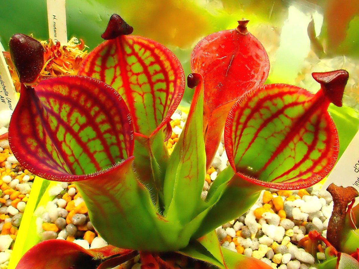 Heliamphora_macdonaldae #ヘリアンフォラ_マクドナルダエ #食虫植物