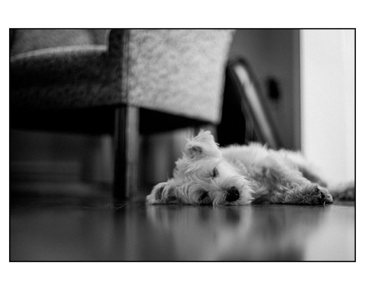 leslievillepick's tweet photo. One Tired Puppy • Toronto (2019)
📷 - Leica M6ttl • Voigtlander 40mm f1.4 Nokton SC  
🎞️ - Tri-x 400 • Xtol
.
#filmphotography #35mm #Leica  #analogphotography #PhotographyIsArt #believeinfilm #ishootfilm #blackandwhitephotography #kodak #wauzer #dogsoftwitter @SWauzer https://t.co/bSoPic67Fk