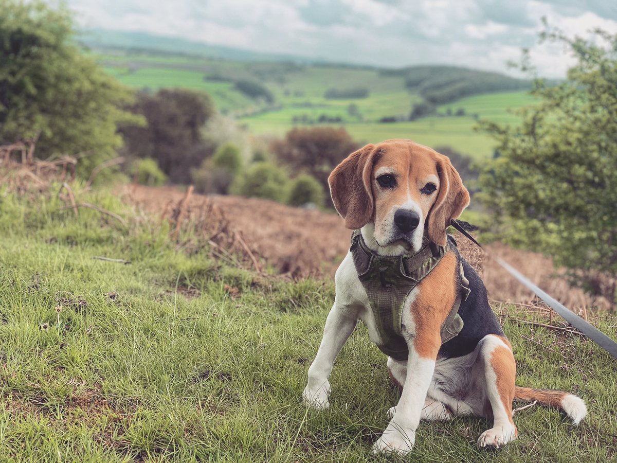 jenscotney's tweet photo. Cheer up Sherlock... ๐๐ #grumpybeaglesunited https://t.co/tu8EYPakns