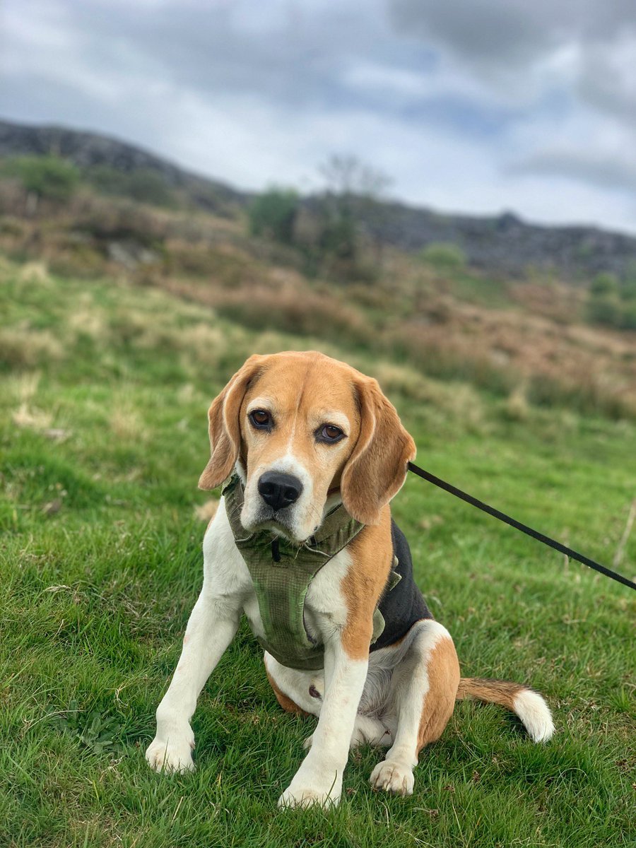 jenscotney's tweet photo. Cheer up Sherlock... ๐๐ #grumpybeaglesunited https://t.co/tu8EYPakns