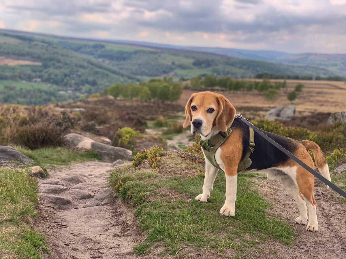 jenscotney's tweet photo. Cheer up Sherlock... ๐๐ #grumpybeaglesunited https://t.co/tu8EYPakns