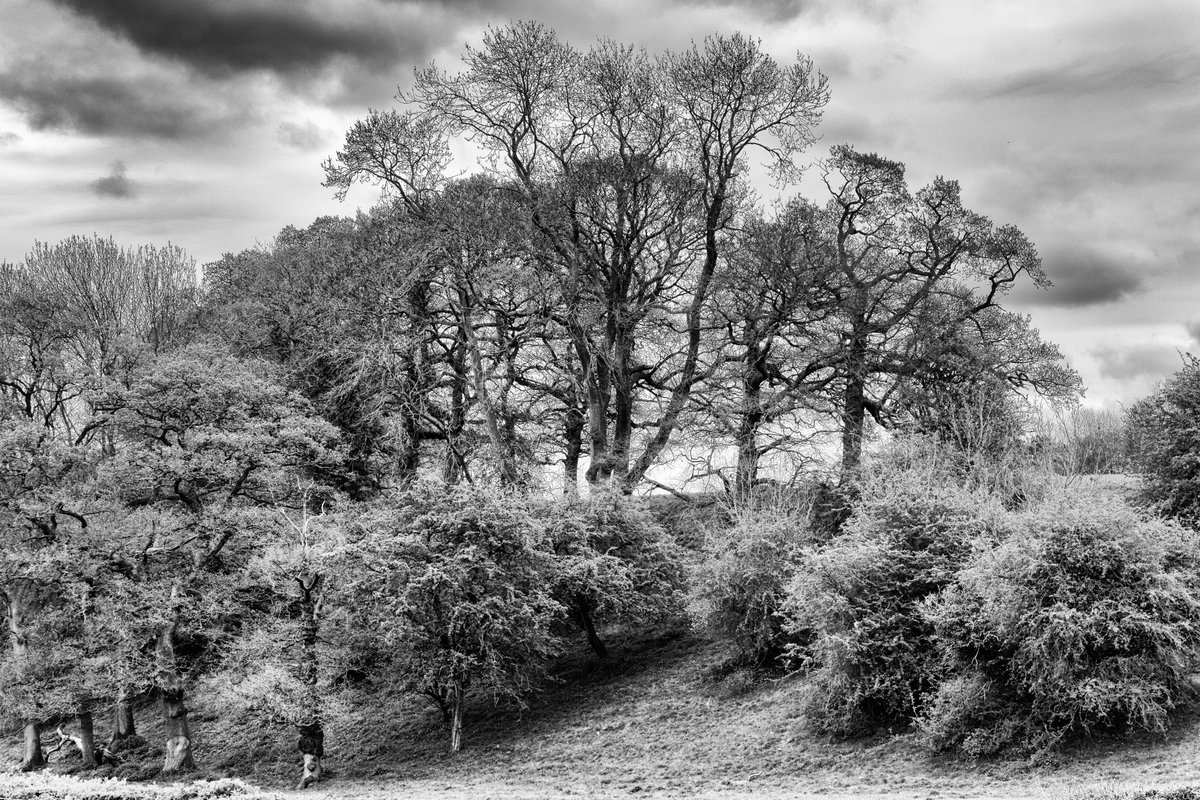 andyradka's tweet photo. 'Corona walk 5' around Pickering in Yorkshire
#yorkshireinblackandwhite #Yorkshire #blackandwhitephotos #blackandwhitephotography #blackandwhite #blackandwhitephoto #Monochrome #monochromephotography #Yorkshireis #Radka #Pickering #Pentax #BWPMag #aperturefnd #BlackMinimalism https://t.co/fVcygu5NFA