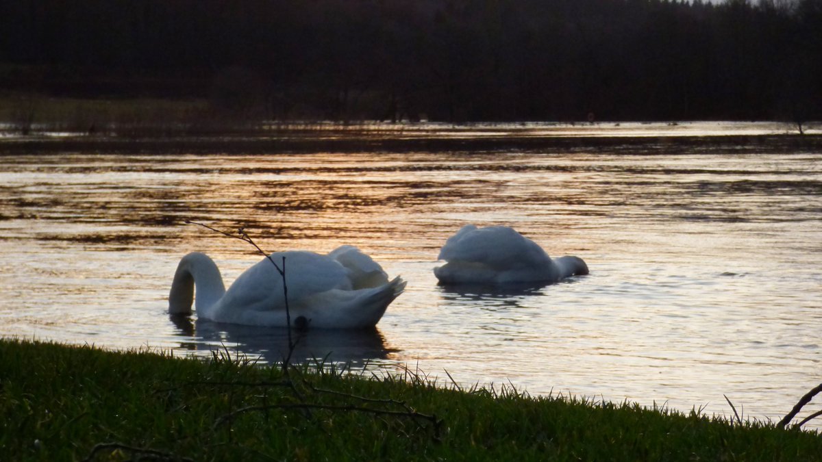 Callander_AP's tweet image. During #lockdown @ForthRiversT and @BenLediView
are asking for your help! Using the link bellow they are asking for anyone who is out near the #RiverTeith in #Callander  @CallandersLand @lomondtrossachs to *Safely* record any wildlife.

forms.gle/XsrAxPZmumHuBG…

Pls RT