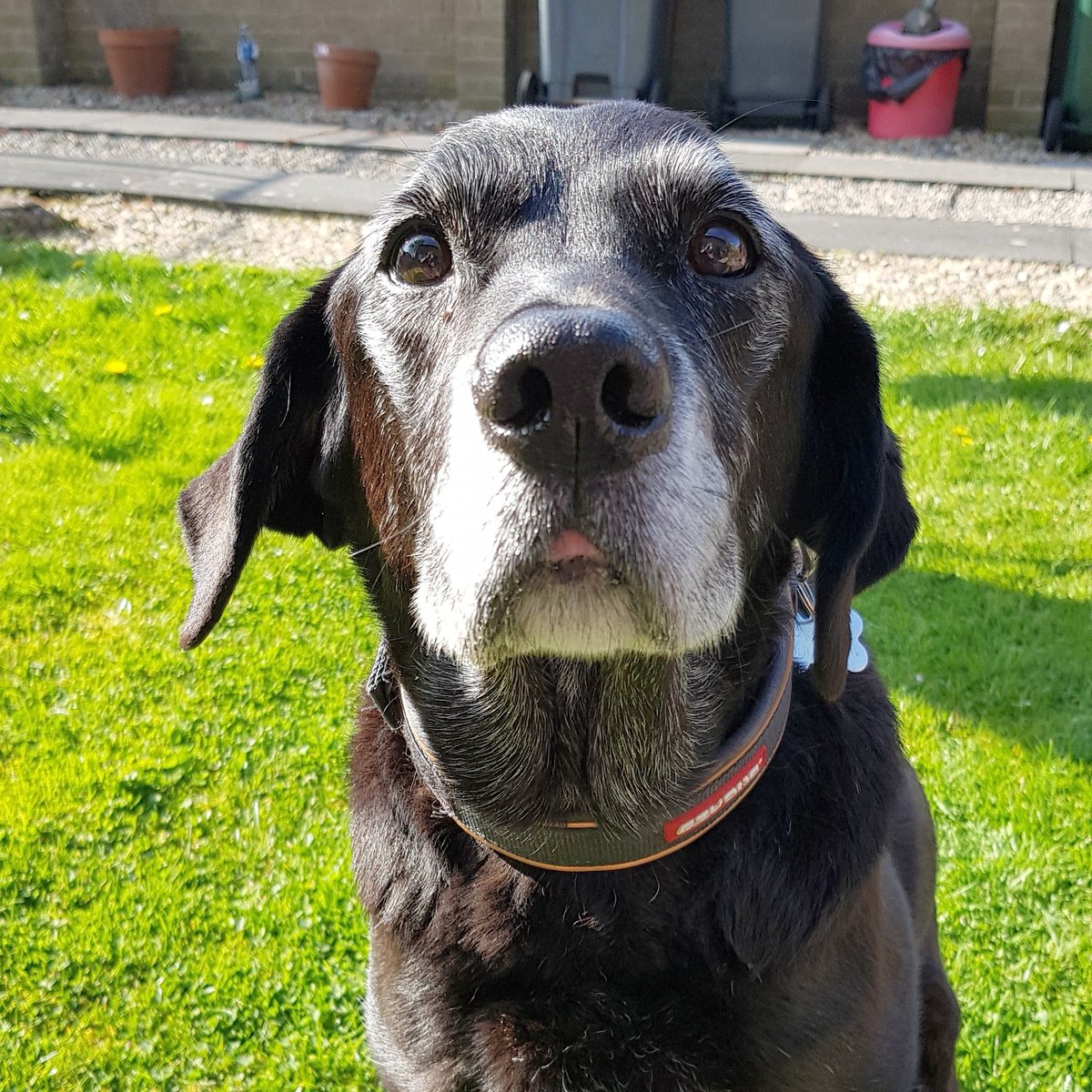 munkey4213's tweet photo. The face of a "good boy" #seniordog #blacklabrador #furbabyforlife https://t.co/5FFMmJpJx1