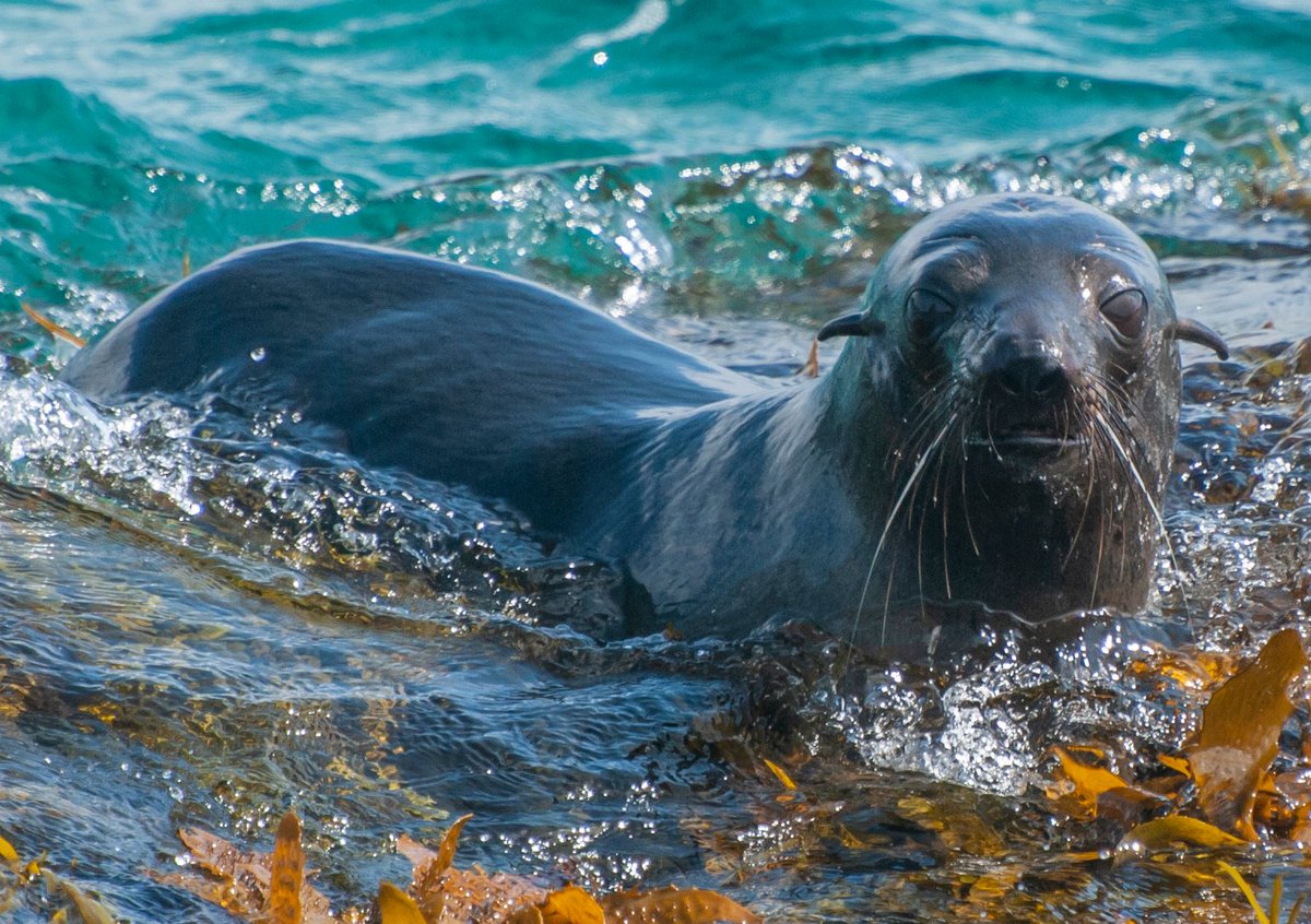 New Zealand (or long-nosed) fur seals are capable marine predators that target a wide range of prey in the waters around Australia and New Zealand. But not all fish go down without a fight...