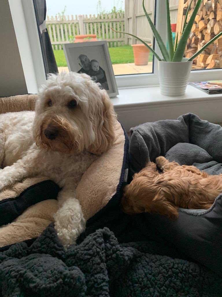 The latest edition in the household. Viewed on FaceTime and handed over via a box in the garden. #lockdownpuppy #nooneissleepingtonight #smellslikedigestives