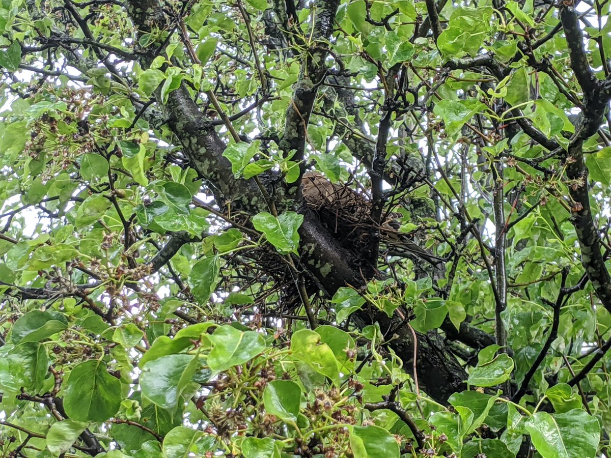 Sleepy bird baby update. Also, happened to see a new neighbor in our front tree. Kinda tough spot, but she's up there! Anyone know what kind? Some sort of dove, maybe?
