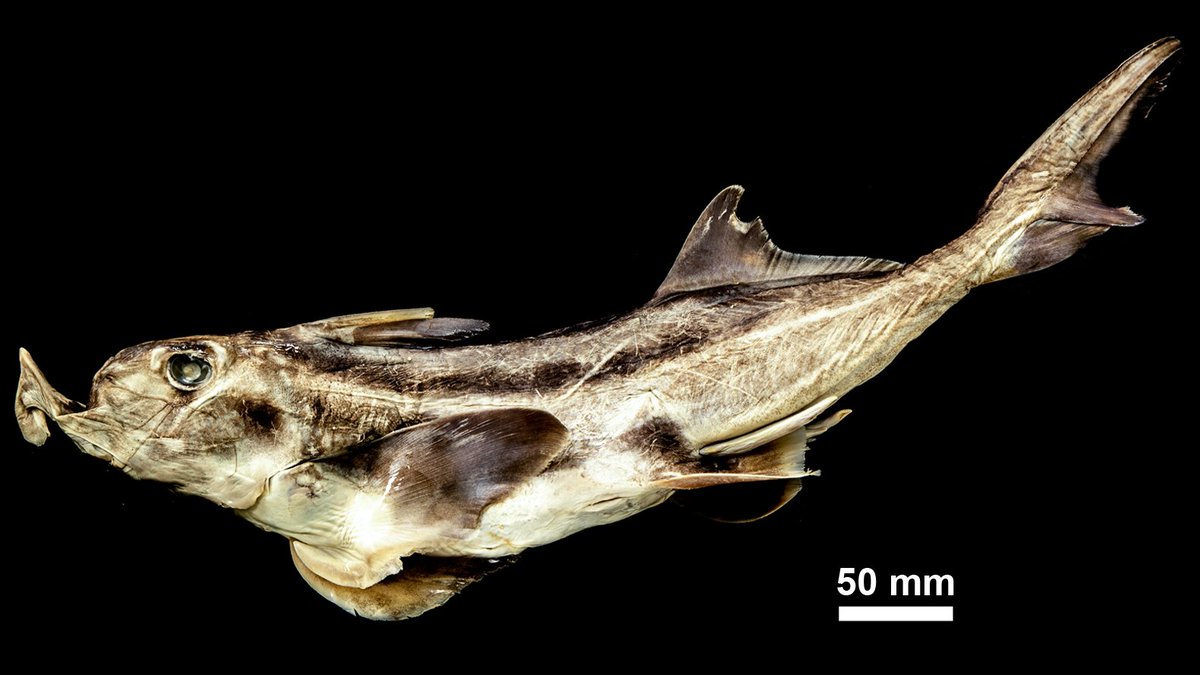 The remaining 4 barbs were actually serrated dorsal spines from the back of Australian ghostsharks - an ancient lineage of cartilaginous fish related to sharks and rays.