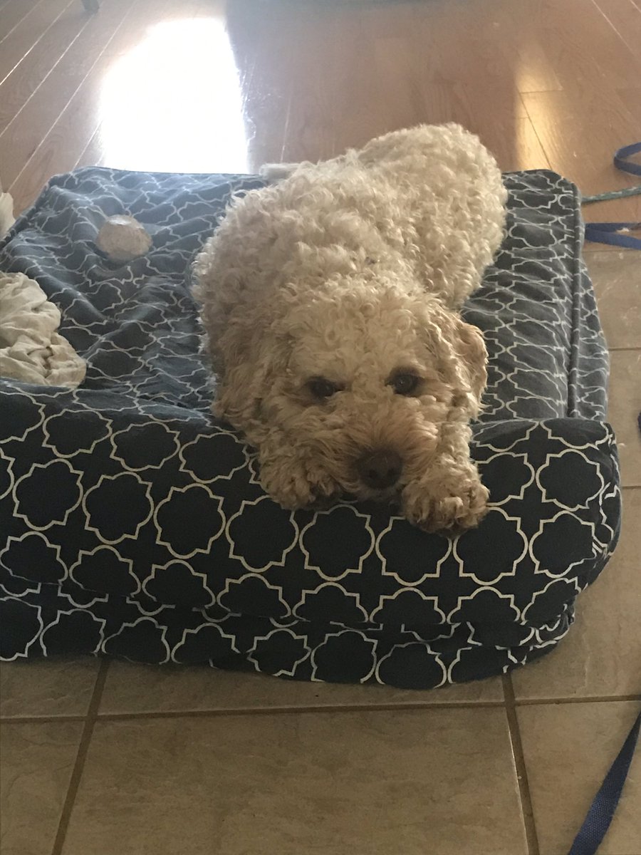 Murphy29547703's tweet photo. All is well on Big Blue. I put my paws up like this when I’m waiting patiently for my din din. If I bark for my food, it seems to backfire and take longer, which is unacceptable. It helps that I look extra cute like this too. https://t.co/5T2zLrfBz9