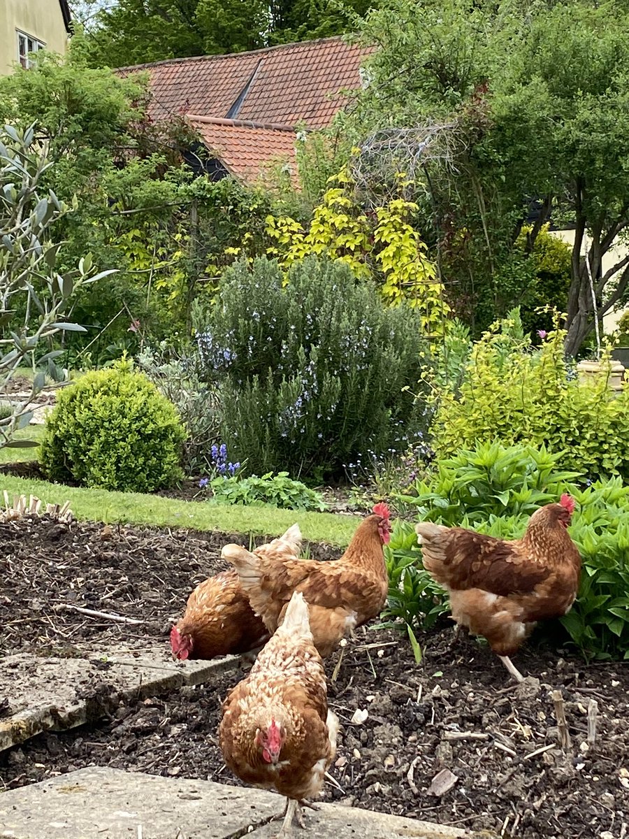 PhillipSlater5's tweet photo. The chucks are on the loose...lock up the dog?  #wildlife @CoFelsted https://t.co/D9ipQ037HP