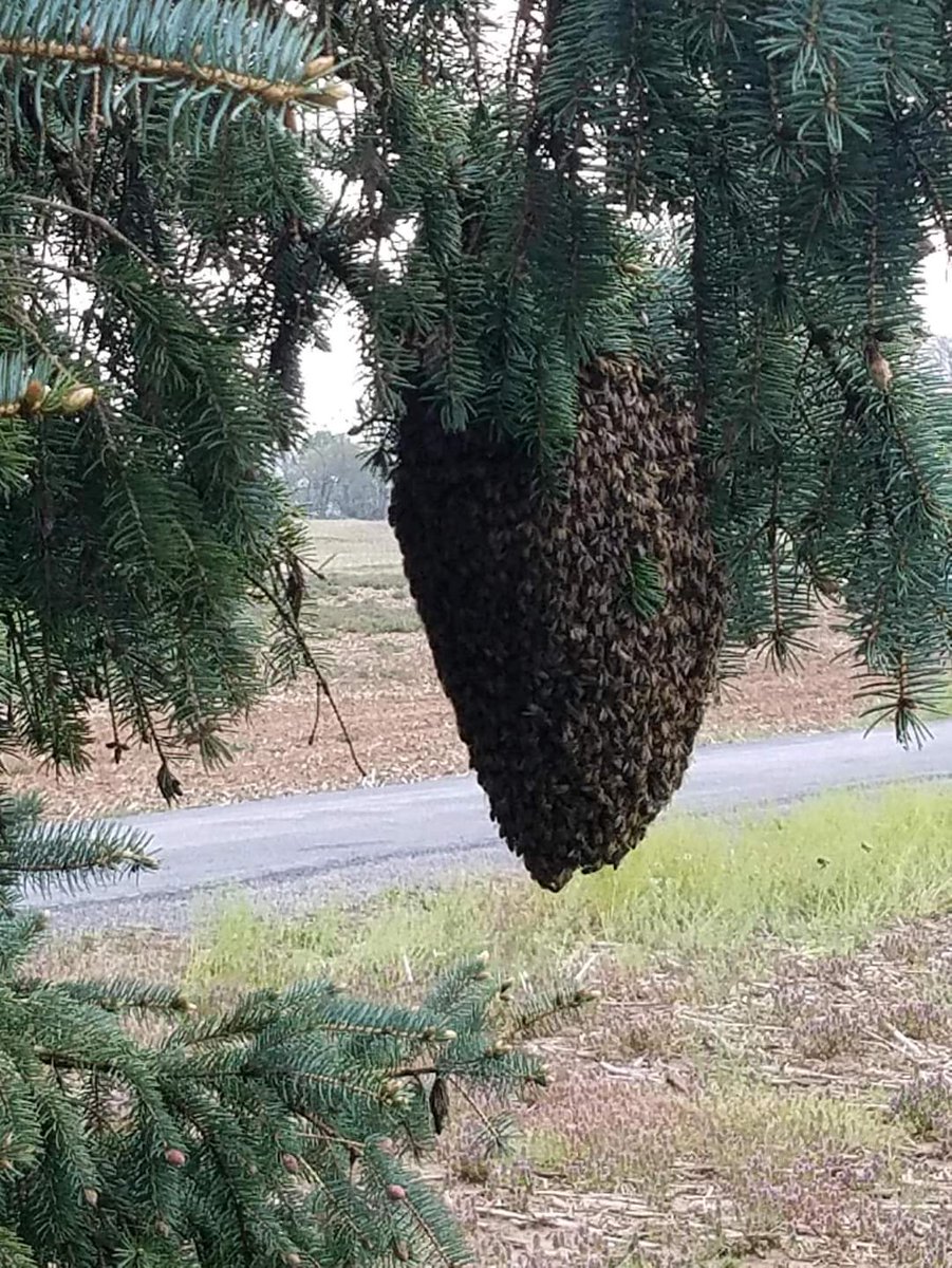 We do bee removals  in harare our cell number is 0772210952