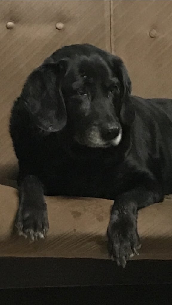 Roxyblacklab's tweet photo. Patiently waiting for a treat #roxyblacklab https://t.co/MAHg4ejmqZ