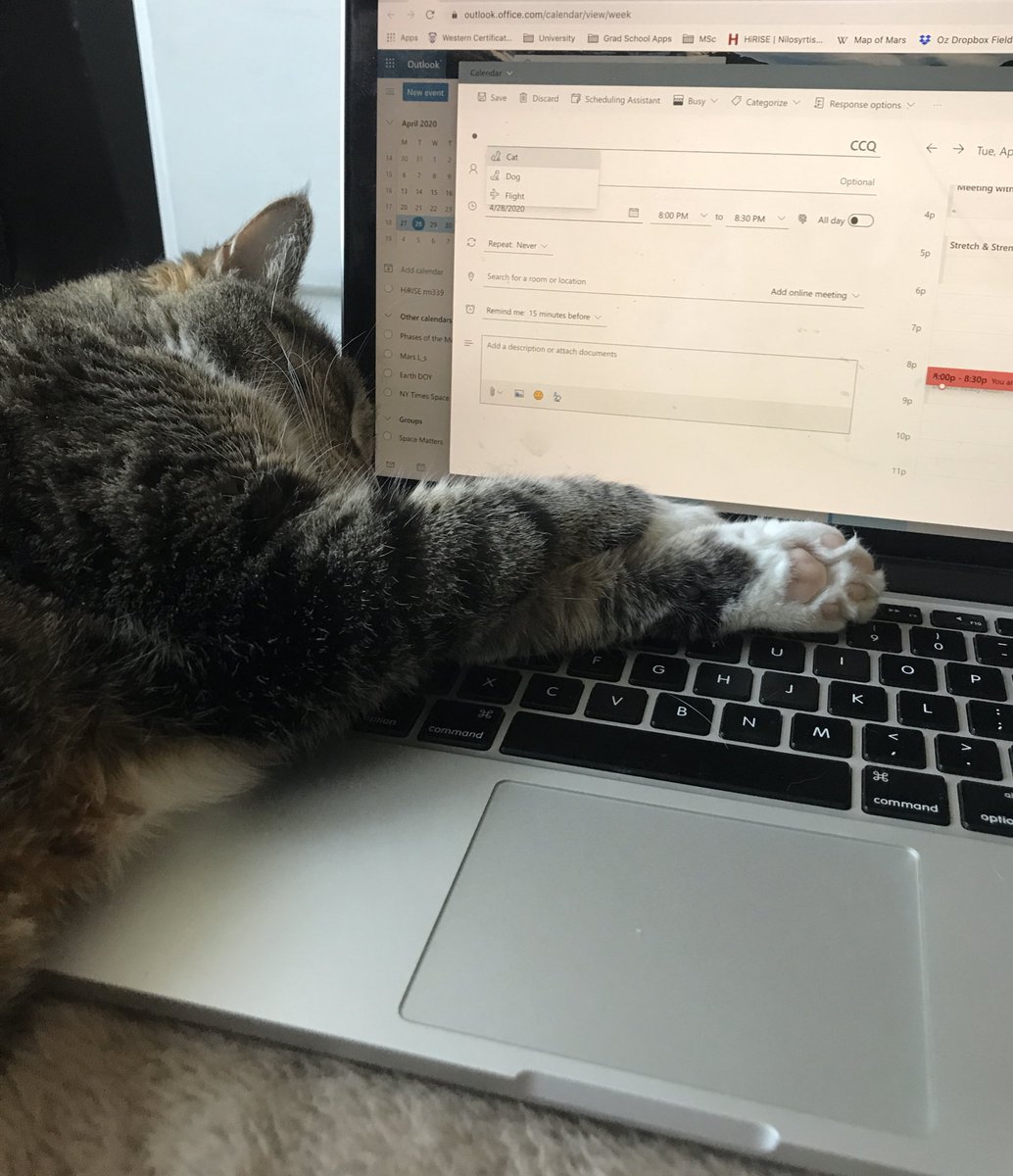 RocksNRockets's tweet photo. *leaves laptop alone for 5 mins*
Me: *shook*
1. Is my cat trying to spell ‘CAT’?
2. How did she even select ‘Cat’ from the drop down menu?!! 🐈
Either way, I was still (kinda) impressed 😹 #ParanormalCativity https://t.co/PpnDcpXnHY