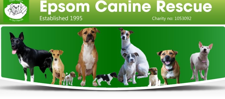 Epsom Canine Rescue We Re Closed For Rehoming Fostering Till Guidelines Change Please Send Applications To Nikki Epsomcaninerescue Co Uk We Will Assess These In Order Of Suitability Once Restrictions Are Lifted