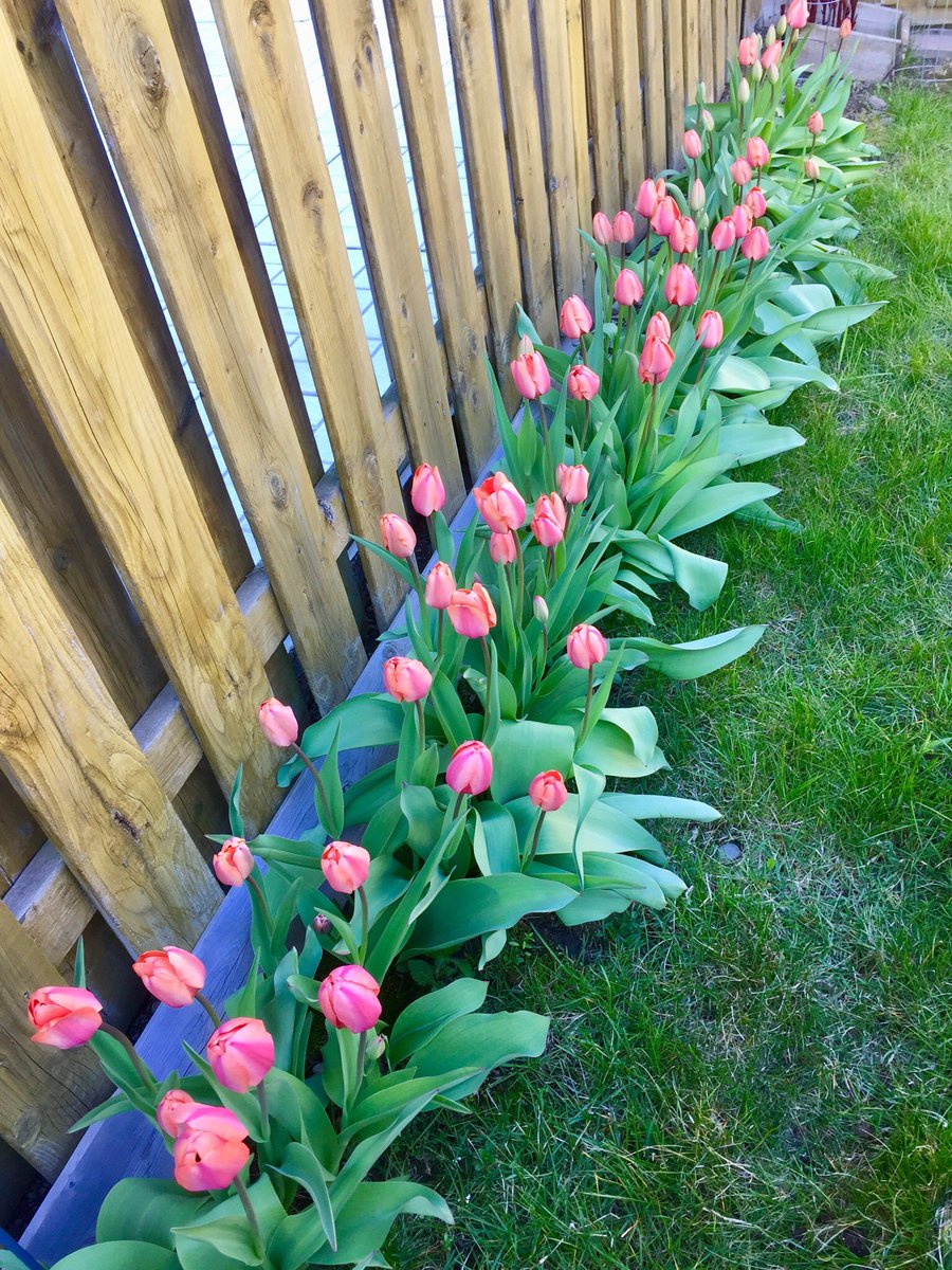 CSorlan's tweet photo. What a lovely Sunday🌞to be in my backyard admiring these beautiful tulips!🌷
Summer patio is set and garden is waiting for plant nurseries to re-open next week.
I pray for more spectacular weekends like this!🙏😊
#SpringTimeInCanada https://t.co/BIAramFu9Q