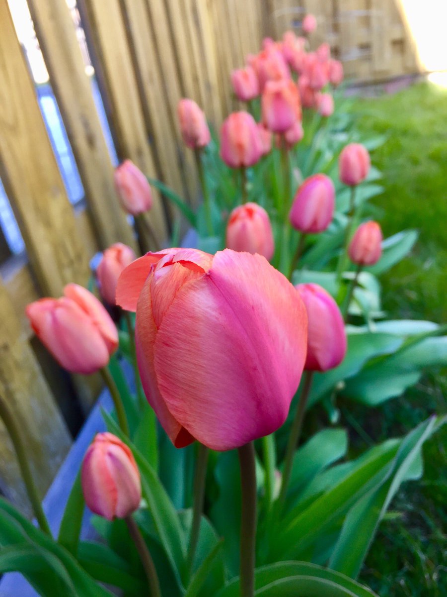 CSorlan's tweet photo. What a lovely Sunday🌞to be in my backyard admiring these beautiful tulips!🌷
Summer patio is set and garden is waiting for plant nurseries to re-open next week.
I pray for more spectacular weekends like this!🙏😊
#SpringTimeInCanada https://t.co/BIAramFu9Q