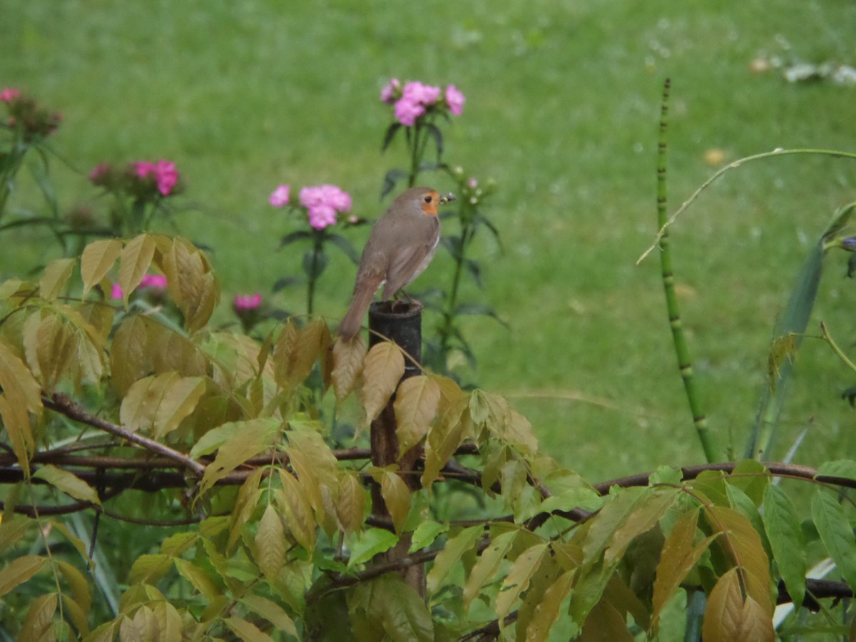 JeanneMiau's tweet photo. @Apaturailia15 @Britnatureguide @NatureUK rouge gorge, tourterelle turque, merle, canetons et pigeon dans mon jardin https://t.co/JliPnZv1VB