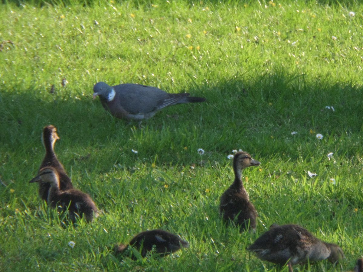 JeanneMiau's tweet photo. @Apaturailia15 @Britnatureguide @NatureUK rouge gorge, tourterelle turque, merle, canetons et pigeon dans mon jardin https://t.co/JliPnZv1VB
