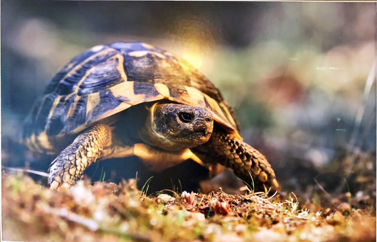 RichardSorrell3's tweet photo. Day 48, the inspiration behind the brand, our foundation strives to protect this wonderful species and although endangered the population is thriving here , ⁦⁦@theprinttown⁩ ⁦@sbyrne1969⁩ ⁦@TurfgrassC⁩ ⁦@RTJ2GolfDesign⁩ ⁦@CyprienComoy⁩ #staysafe https://t.co/8I1rVse6by