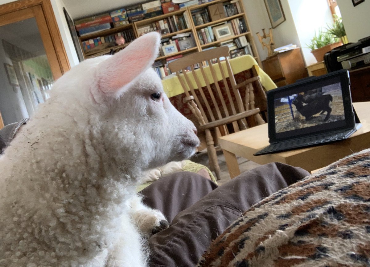 barklandcroft's tweet photo. A busy Sunday - moving a few sheep &amp; lambs this morning, then hill rota followed by unloading feed off the boat. Time for a sit-down &amp; coffee this afternoon and Sage the caddy joined me - he was especially taken with the Gotland lambs on the latest @fruityknitting podcast! 😄🐑❤️ https://t.co/yzZDawrhId