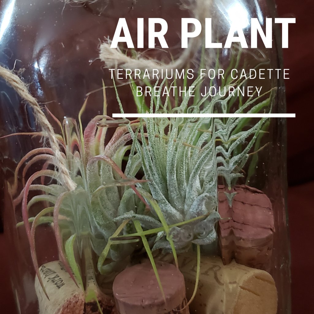 UseResourcesW's tweet image. How To Make Cork Air Plant Terrariums For Cadette Breathe Journey useresourceswisely.com/2020/05/03/how…