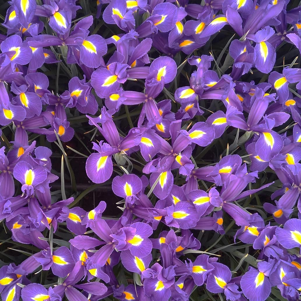 Friday May 8 : International Iris Day ! Next week we offer : Blue Magic 65 cm / 34 gram and 61 cm / 31 gram. #flowers #flowerstagram #mothersday