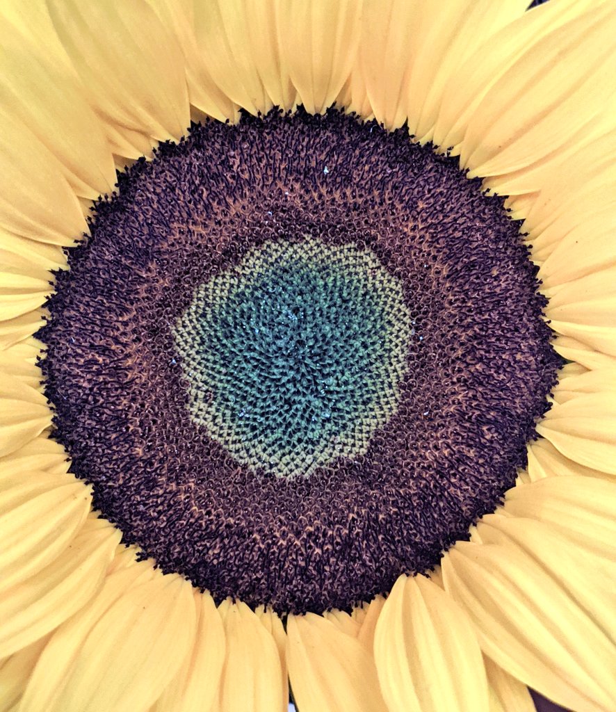 OscarJuarezIQ's tweet photo. #Girasoles https://t.co/BgsYrywXuQ