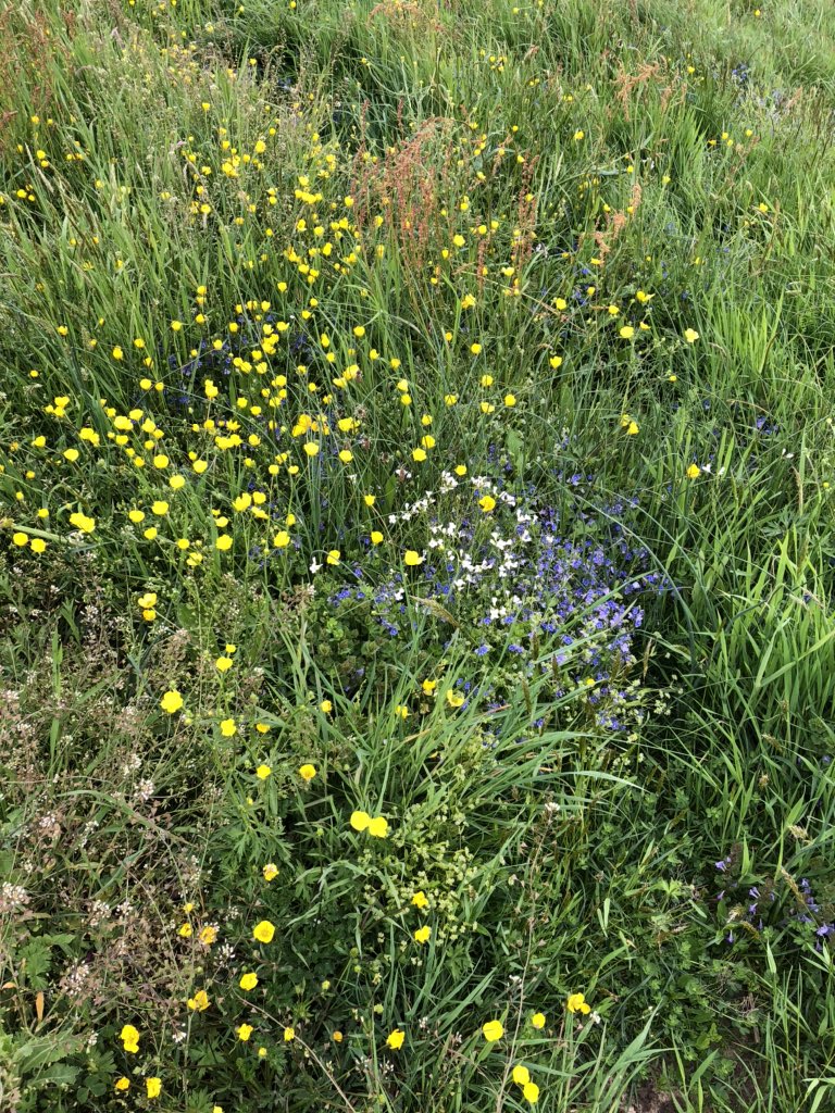Harry_Herrie's tweet photo. Stukje langs de #Niers bij #Gennep gelopen, veel bloemen. Oa Gewone #ereprijs, #Grotemuur, een mooie #boterbloem maar welke? https://t.co/8daP7BiCiQ