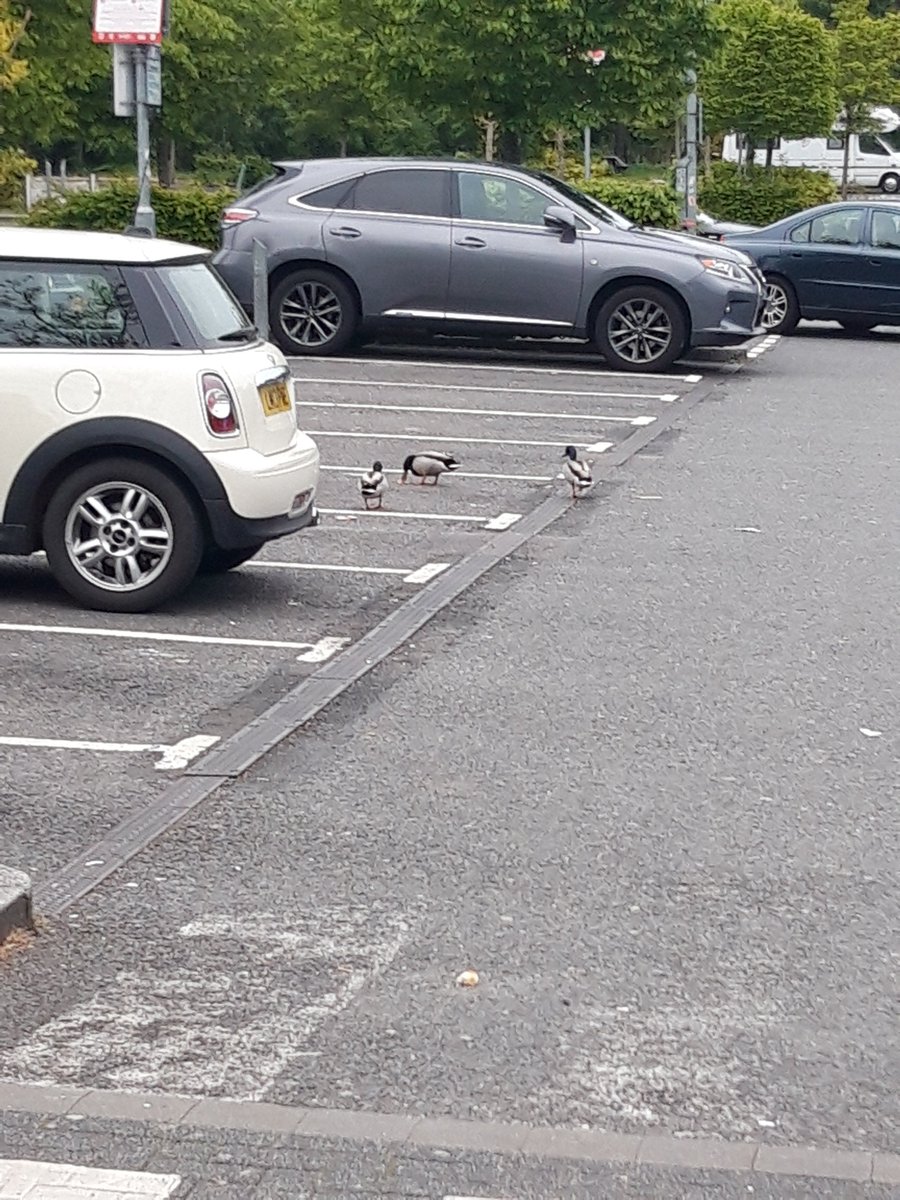 Ducks have reclaimed the motorway services! #beaconsfield #UKlockdown #wildlife