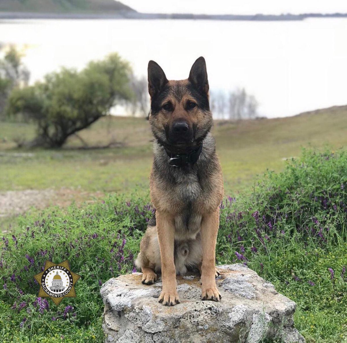 sacsheriff's tweet photo. All work and no play? Not for these handsome K9s! They took a moment to pose for some photos while training at Folsom Lake. #sso #ssdk9 #k9 #folsomlake #toughandhandsome https://t.co/ZECDSqcj64