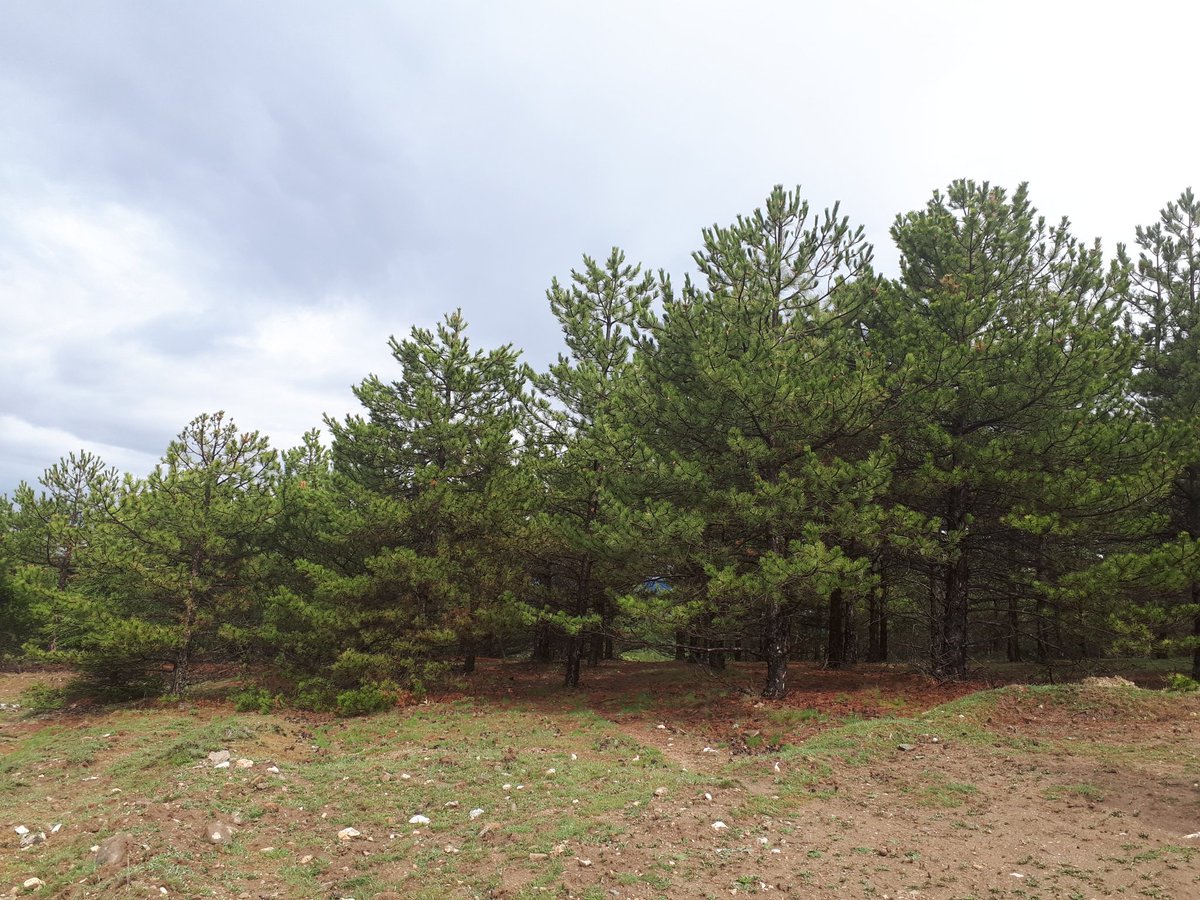 Mehmet Ali Mehmet Ali (@eksozcubozli) on Twitter photo 