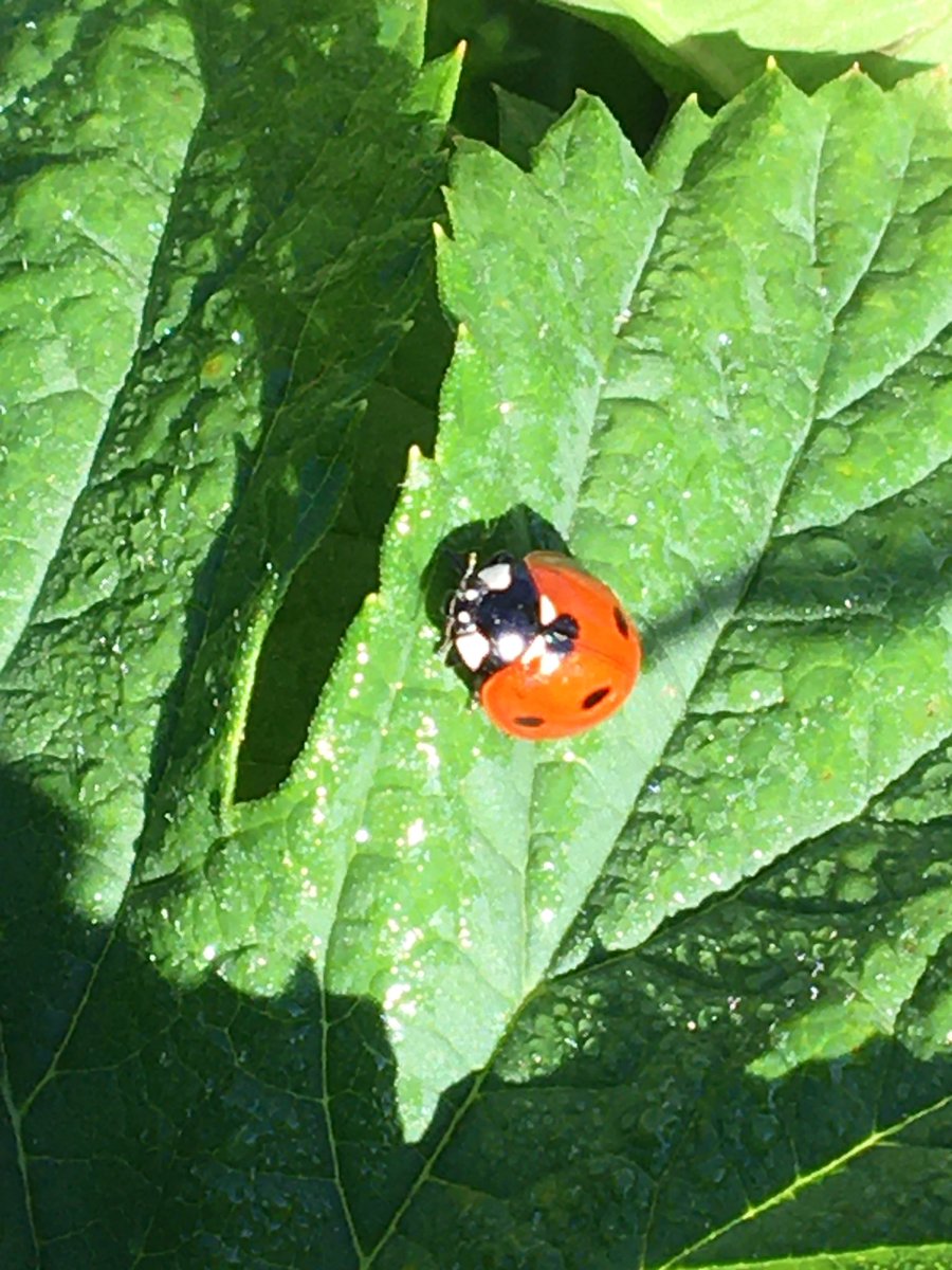 FarmBoyFarms's tweet photo. A little luck in the hop yard!
🐞 
#craftfarming #NChops https://t.co/lRpN4cVASj
