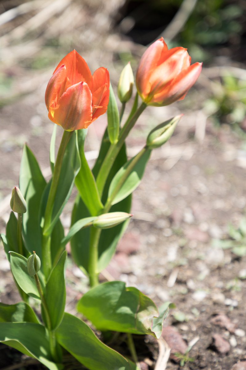 GlblCanuck's tweet photo. My #Liberation75 tulips π·π·π·are blooming -just in time for #Netherlands #LiberationDay!!
#VEDAY75 #VEDay #WWII
#PlantingLib75 #BloomingLib75 #LiberationTulips #CanadianLegion @RoyalCdnLegion #SecondWorldWar #Liberation75Tulips #CanadaRemembers #LestWeForgetΒ @NLinCanada @klm https://t.co/NmxkXymdC8