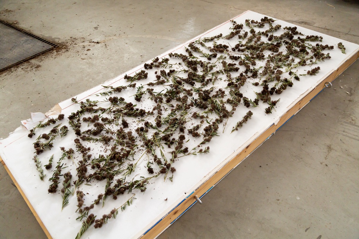 segrasslands's tweet photo. Seed bank sprouts at SGIโs headquarters @AustinPeay State Univ. https://t.co/MNIRptGgi7
segrasslands #nativesfirst #grasslandrestoration #southeasterngrasslandsinitiative https://t.co/3jydtAYlsU