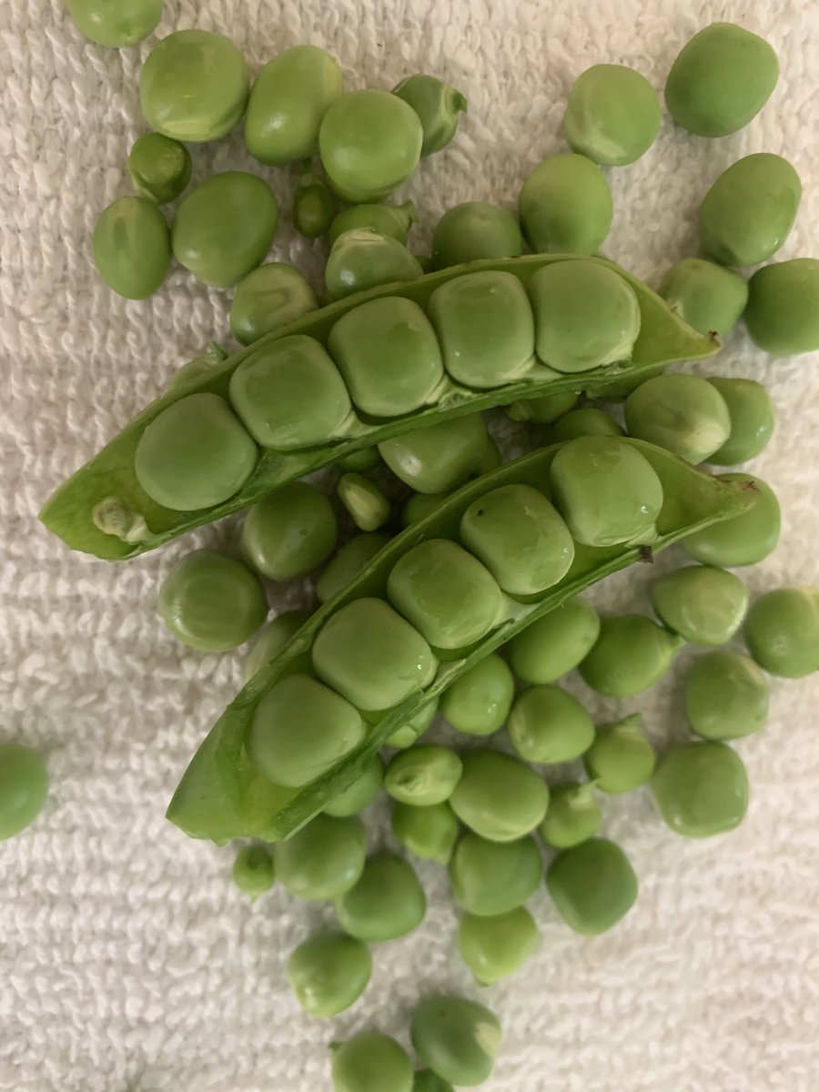 Squash beans and peas. #stillfarming #keepfloridagrowing #farmers