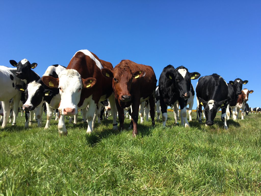 Chestnuttsfarm's tweet image. Out checking the heifers this afternoon with the boss #procross #vikingred #montbeliarde #teamdairy #agriculture