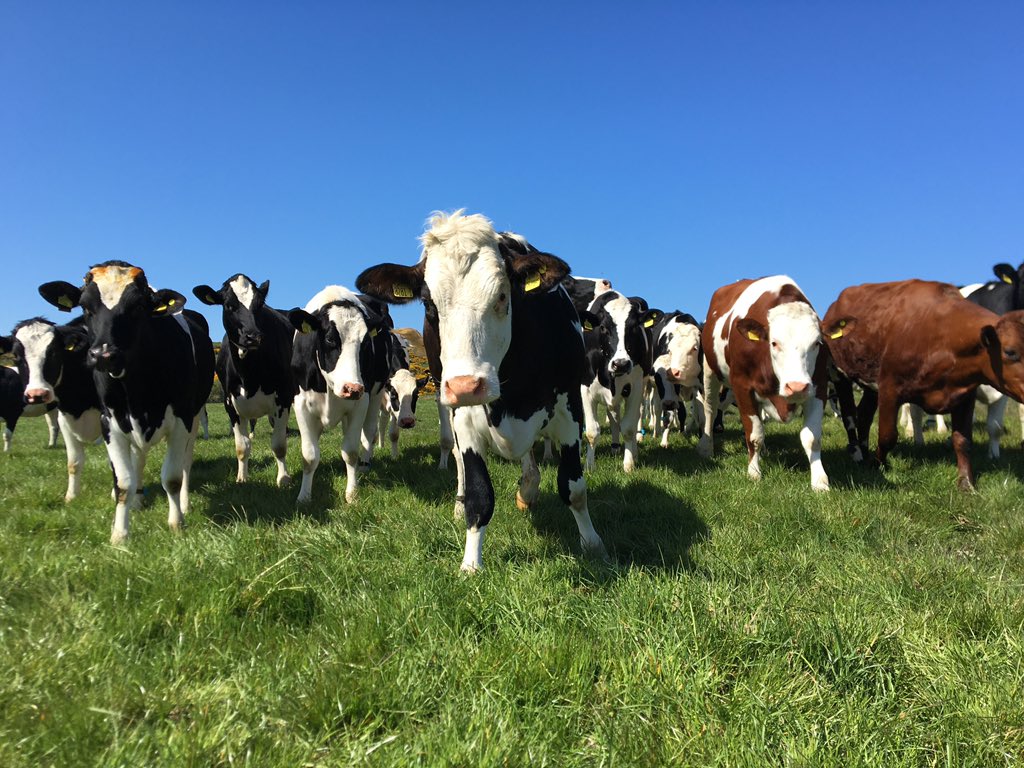 Chestnuttsfarm's tweet image. Out checking the heifers this afternoon with the boss #procross #vikingred #montbeliarde #teamdairy #agriculture