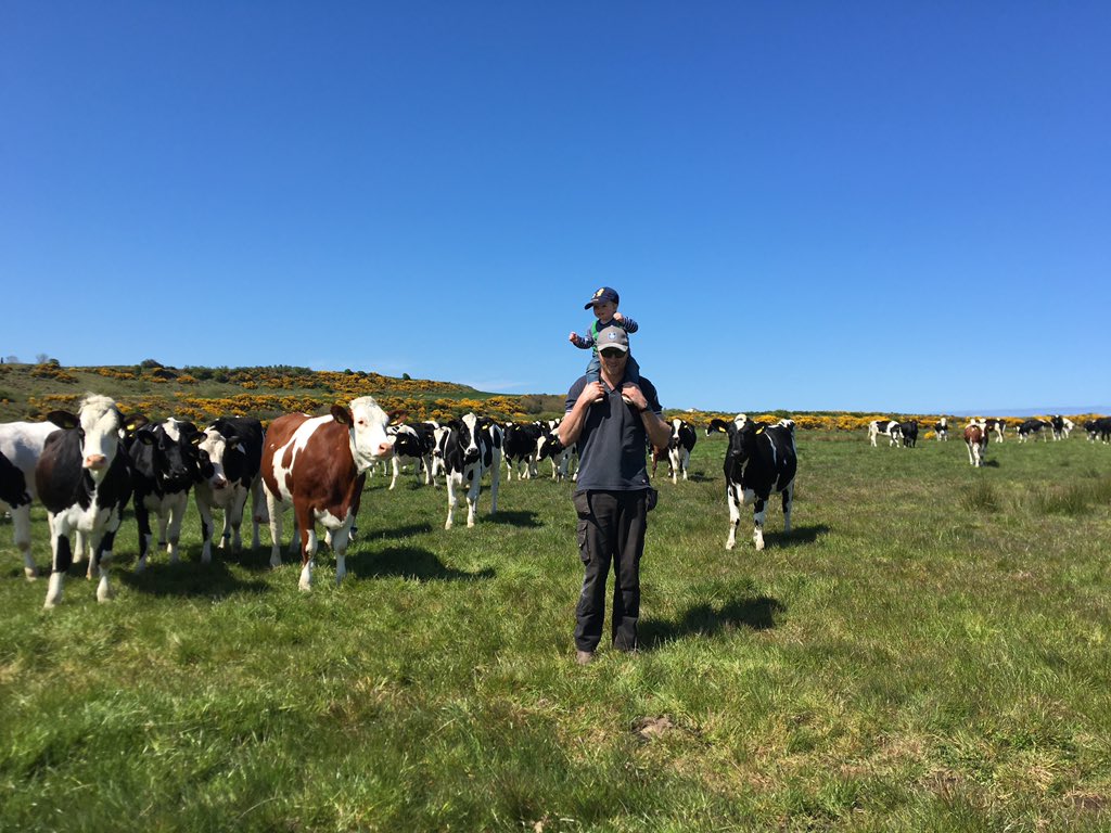 Chestnuttsfarm's tweet image. Out checking the heifers this afternoon with the boss #procross #vikingred #montbeliarde #teamdairy #agriculture